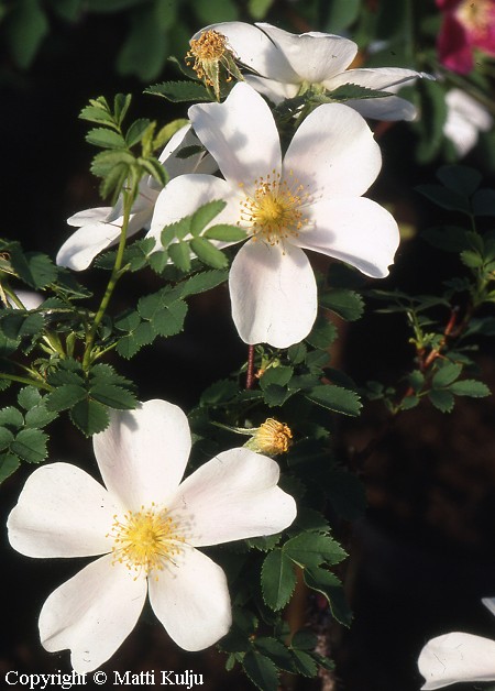 Rosa Pimpinellifolia-Ryhm� 'Posliinikaunotar' tarhapimpinellaruusu